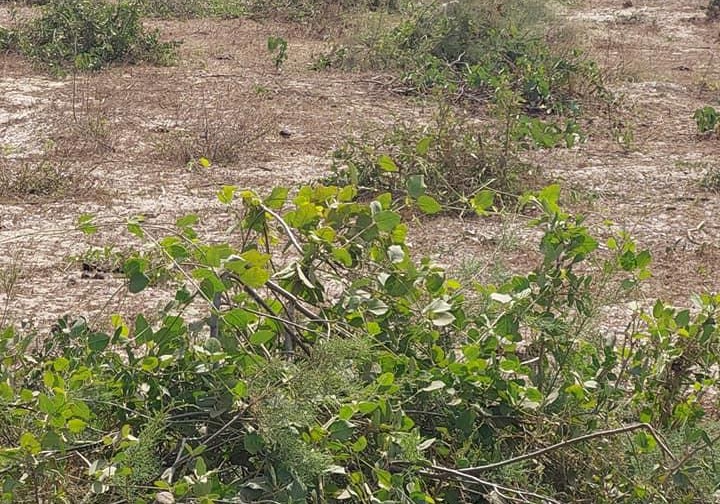 Terrain 150 m² Bambilor Bambilor • Rufisque Sénégal