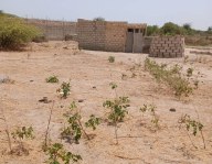 Terrain de 300 m² à vendre à Sinthiou Mbadane - Mbour Mbour Senegal